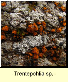 Trentepohlia