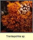 Trentepohlia