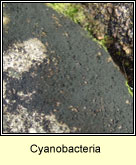 Cyanobacteria