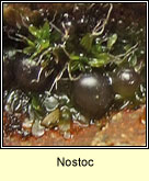 Nostoc