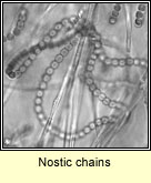 Nostic chains