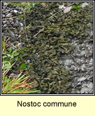 Nostoc commune