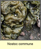 Nostoc commune