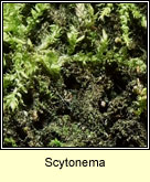 Scytonema