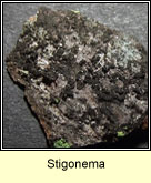 Stigonema