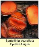 Scutellinia scutellata, Eyelash fungus