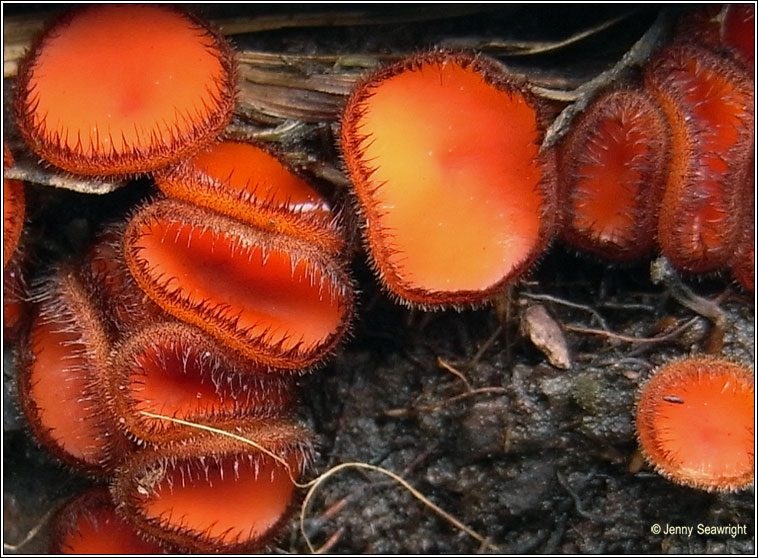 Scutellinia scutellata, Eyelash fungus