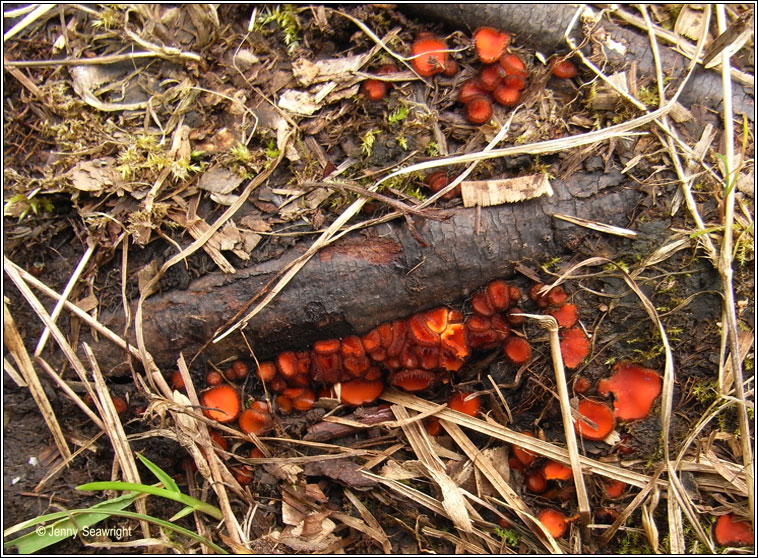 Scutellinia scutellata, Eyelash fungus