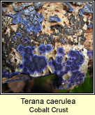 Terana caerulea, Cobalt Crust