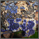 Terana caerulea, Cobalt Crust