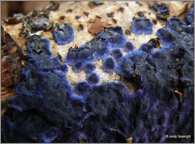 Terana caerulea, Cobalt Crust
