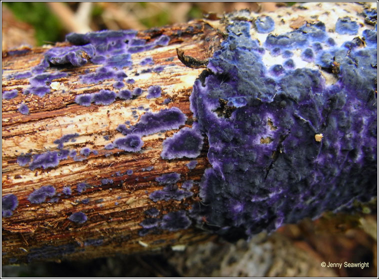 Terana caerulea, Cobalt Crust