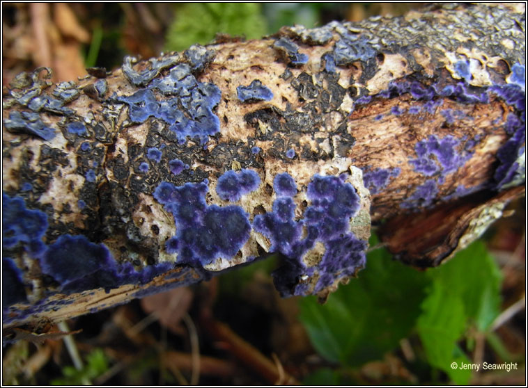 Terana caerulea, Cobalt Crust