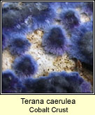 Terana caerulea, Cobalt Crust