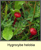 Hygrocybe helobia