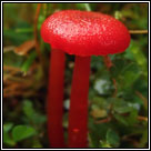 Hygrocybe helobia