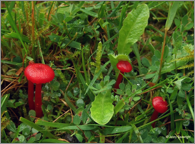 Hygrocybe helobia