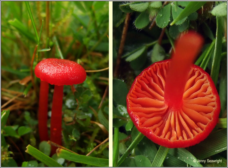 Hygrocybe helobia