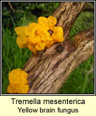 Tremella mesenterica, Yellow brain fungus