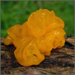 Tremella mesenterica, Yellow brain fungus