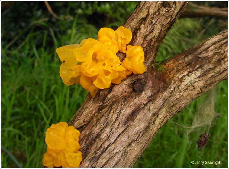 Tremella mesenterica, Yellow brain fungus