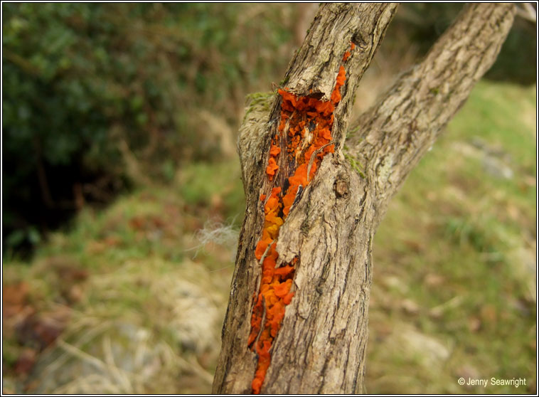 Tremella mesenterica, Yellow brain fungus