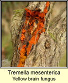 Tremella mesenterica, Yellow brain fungus