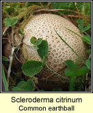 Scleroderma citrinum, Common earthball