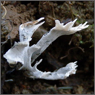 Xylaria hypoxylon, Candlesnuff fungus