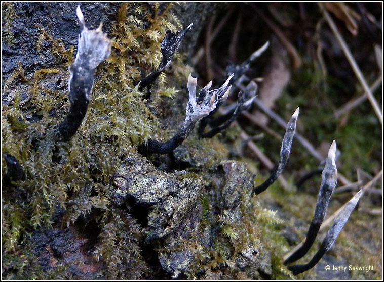 Xylaria hypoxylon, Candlesnuff fungus