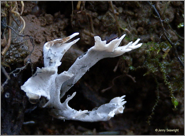 Xylaria hypoxylon, Candlesnuff fungus