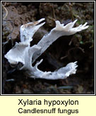 Xylaria hypoxylon, Candlesnuff fungus