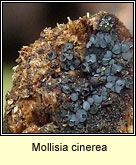 Mollisia cinerea