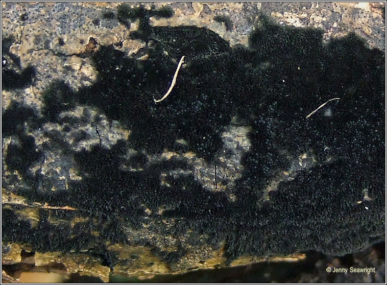 Chaetosphaerella phaeostroma