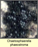 Chaetosphaerella phaeostroma