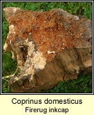 Coprinus domesticus, Firerug inkcap