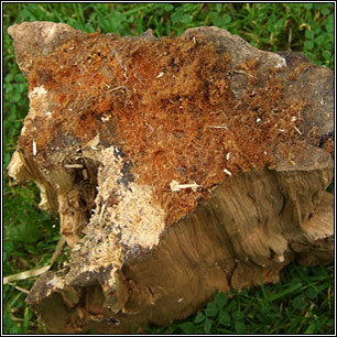 Coprinus domesticus, Firerug Inkcap