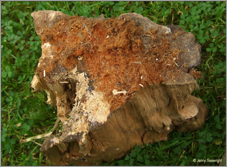 Coprinus domesticus, Firerug Inkcap