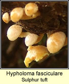 Hypholoma fasciculare, Sulphur tuft