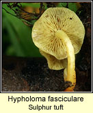 Hypholoma fasciculare, Sulphur tuft
