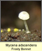 Mycena adscendens, Frosty bonnet