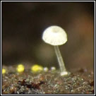 Mycena adscendens, Frosty bonnet