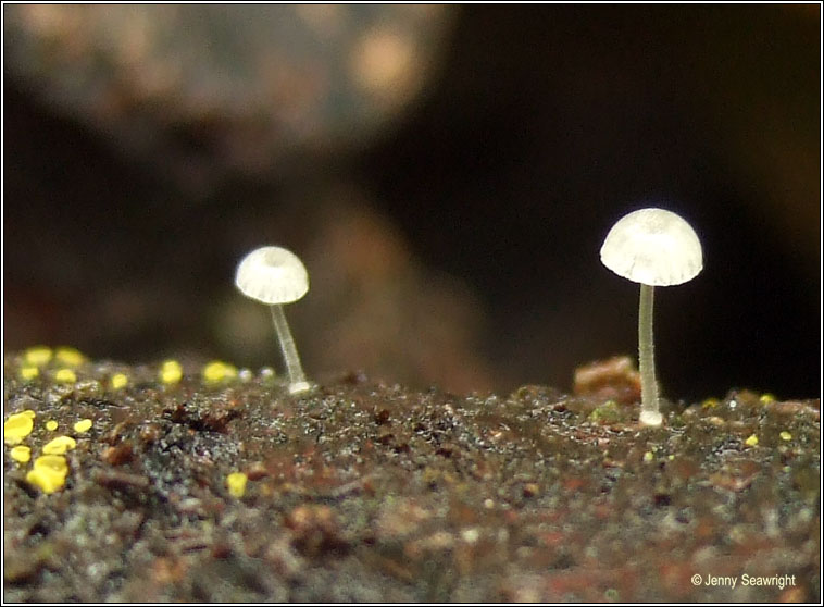 Mycena adscendens, Frosty bonnet