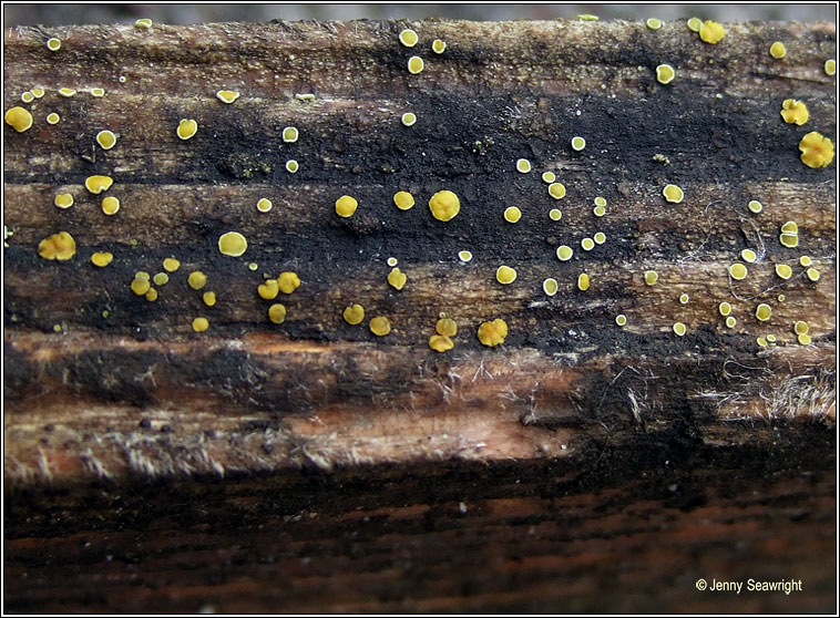 Bisporella citrina, Yellow fairy cups