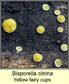 Bisporella citrina, Yellow fairy cups