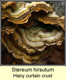 Stereum hirsutum