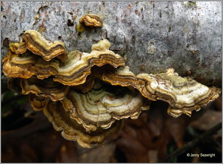 Stereum hirsutum, Hairy curtain crust