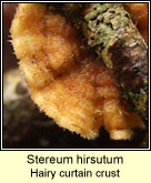 Stereum hirsutum