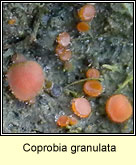 Coprobia granulata