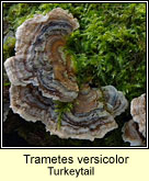 Trametes versicolor